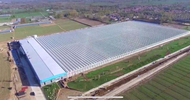 浙江嘉善引進荷蘭溫室64公頃，一文告訴你荷蘭溫室高級在什么地方