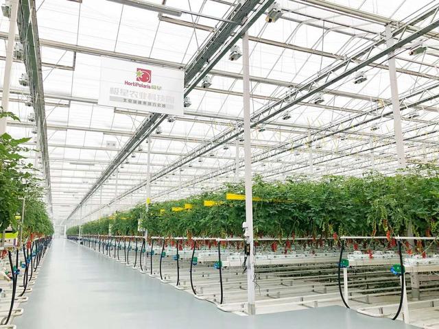 浙江嘉善引進荷蘭溫室64公頃，一文告訴你荷蘭溫室高級在什么地方