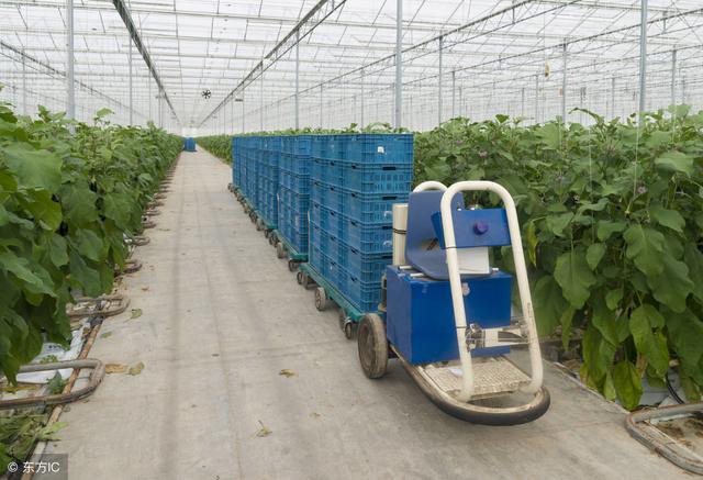 浙江嘉善引進荷蘭溫室64公頃，一文告訴你荷蘭溫室高級在什么地方