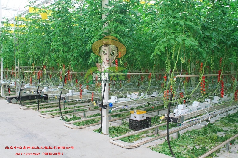 ABUIABACGAAg3Z6Q4AUot吃enWgQIw-wc4pgU!800x800.jpg