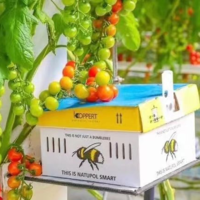 椰糠工厂化栽培模式熊蜂授粉